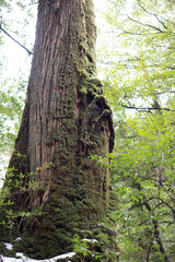 Obraz premium Winter Yaskuhima forest in Kyusyu Japan