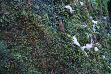 Winter Yaskuhima forest in Kyusyu Japan