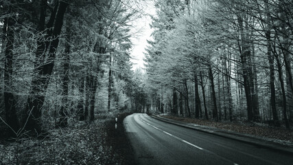 Straße im Wald