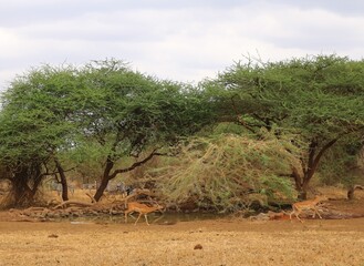 tree in the savannah