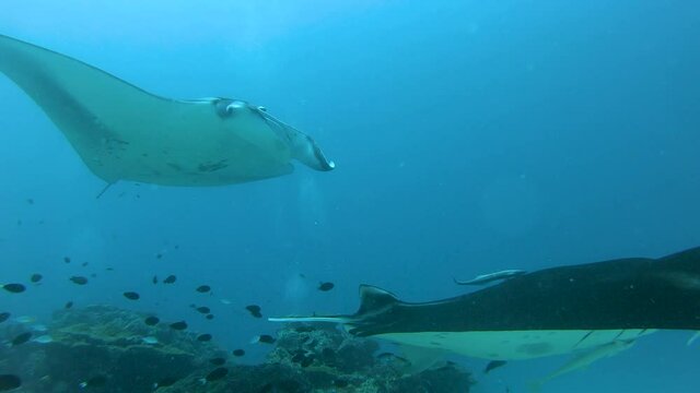 Two big Manta rays swimming over the cleaning station, underwater footage, Maldives, South Ari Atoll, close-up view of manta ray belly with spots.