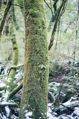 Winter Yaskuhima forest in Kyusyu Japan