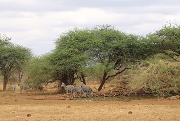 tree in the desert