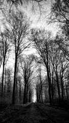 Fototapeta premium Wald