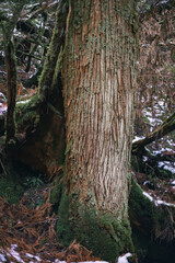 Winter Yaskuhima forest in Kyusyu Japan