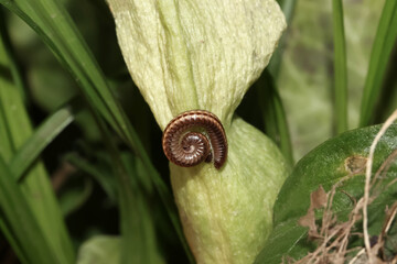 Eingerollter Tausenfüsser auf einem Blatt, Ommatoiulus sabulosus