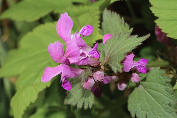 Blüte der roten Taubnessel, Lamium Purpureum
