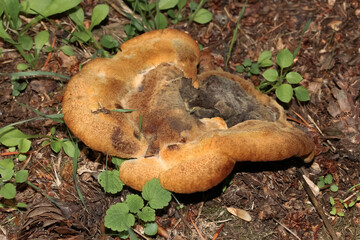 Rötlicher Stoppelpilz, Hydnum repandum, Hydnum rufescens