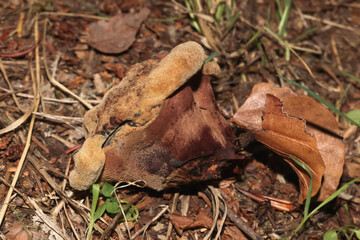 Rötlicher Stoppelpilz, Hydnum repandum, Hydnum rufescens