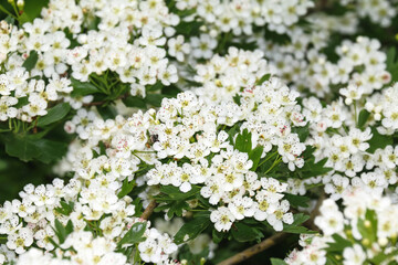 Weiße Blüten des Rotdorns, Crataegus laevigata