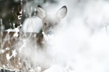 Roe deer watching through the snowy bushes, all winter scenery