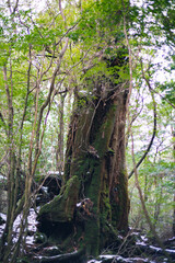 Winter Yaskuhima forest in Kyusyu Japan.
