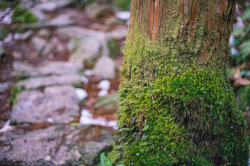 Winter Yaskuhima forest in Kyusyu Japan.