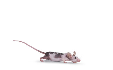 Cute little black and white spotted mouse, walking side ways. Looking ahead away from camera. Isolated on a white background.
