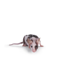Cute little black and white spotted mouse, standing on edge. Looking straight to camera. Isolated on a white background.