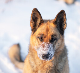The dog sits on the white snow. The East European Shepherd Dog feels great in winter and loves to play in the snow.