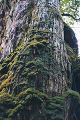 Winter Yaskuhima forest in Kyusyu Japan.