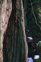 Winter Yaskuhima forest in Kyusyu Japan.