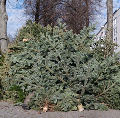Ausgediente Weihnachtsbäume am Sammelpunkt, zur Abholung bereit.