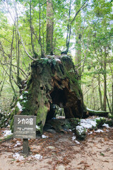 Winter Yaskuhima forest in Kyusyu Japan.