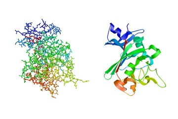 Crystal structure and molecular model of the fibrinogen-like domain of human angiopoietin-4. Rendering based on protein data bank. Rainbow coloring from N to C. 3d illustration