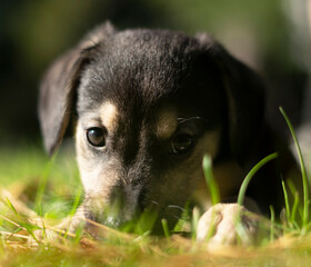little puppy in the park