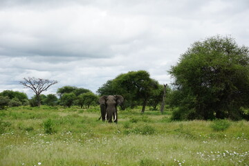 Fototapeta premium A lone african bull elephant, large and beautiful creature