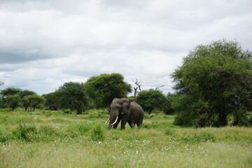 Lone elephant bull, african elephant, caught in the Tarangire National Park
