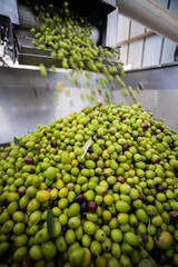 Making of extra virgin olive oil in apulia, italy	