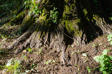 Roots of multi-stemmed camphor tree (Cinnamomum camphora), common camphor wood or camphor laurel with evergreen leaves. Adler Arboretum 