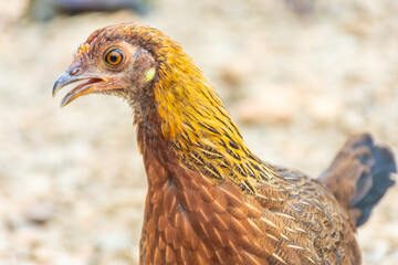 Chrysemys Picta, or painted turtle, in Singapore Botanic Gardens
