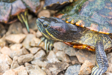 Chrysemys Picta, or painted turtle, in Singapore Botanic Gardens