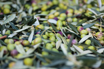 Making of extra virgin olive oil in apulia, italy	