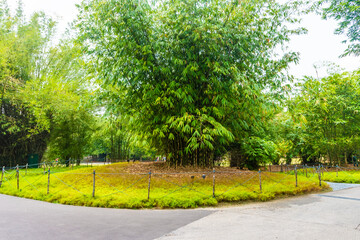 Vegetation of Singaproe Botanic Gardens