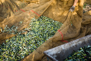 Making of extra virgin olive oil in apulia, italy	