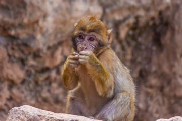 Wild baby barbary monkey eating in Morocco