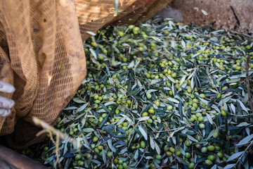 Making of extra virgin olive oil in apulia, italy	