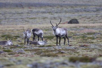 Reindeer  Caribou in the winter time,  Iceland