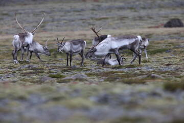 Naklejka na ściany i meble Reindeer Caribou in the winter time, Iceland