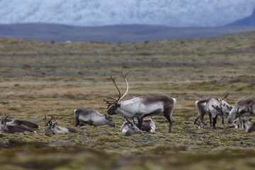 Reindeer  Caribou in the winter time,  Iceland © Frank Fichtmüller