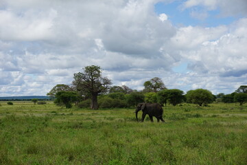 Obraz premium African Elephant walking in a breathtaking landscape, Tarangire National Park