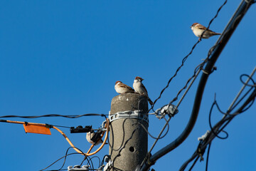 電柱に止まるスズメ