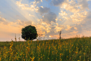 Landscape view of trees in a field of yellow flowers in the evening sun.