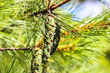Young sprouts, green tender cones on a pine branch with long needles in a coniferous forest, woods at sunny day. Macro shot. Natural concept. Light background. Evergreen conifer trees. Conifer Oils.