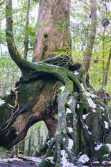 Winter Yaskuhima forest in Kyusyu Japan.
