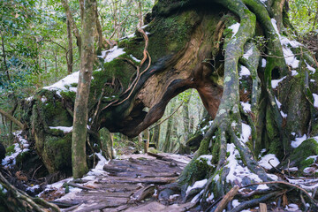 Winter Yaskuhima forest in Kyusyu Japan.