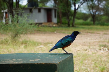 Superb starling, pretty blue bird discovered on a safari break in the Serengeti