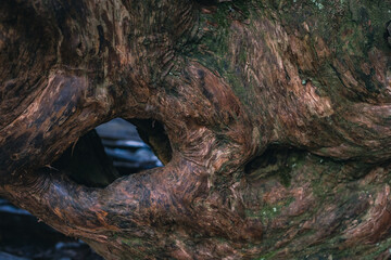 Winter Yaskuhima forest in Kyusyu Japan.