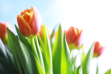 Fototapeta premium Flowers, spring holidays and home decor concept - Bouquet of beautiful tulips, floral background