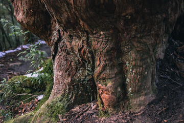 Winter Yaskuhima forest in Kyusyu Japan.